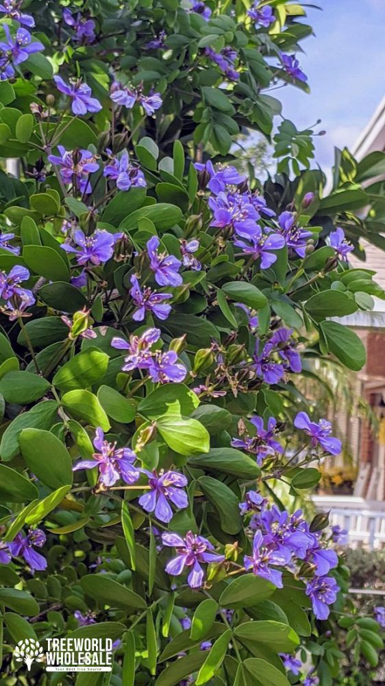 guaiacum-sanctum-lignum-vitae