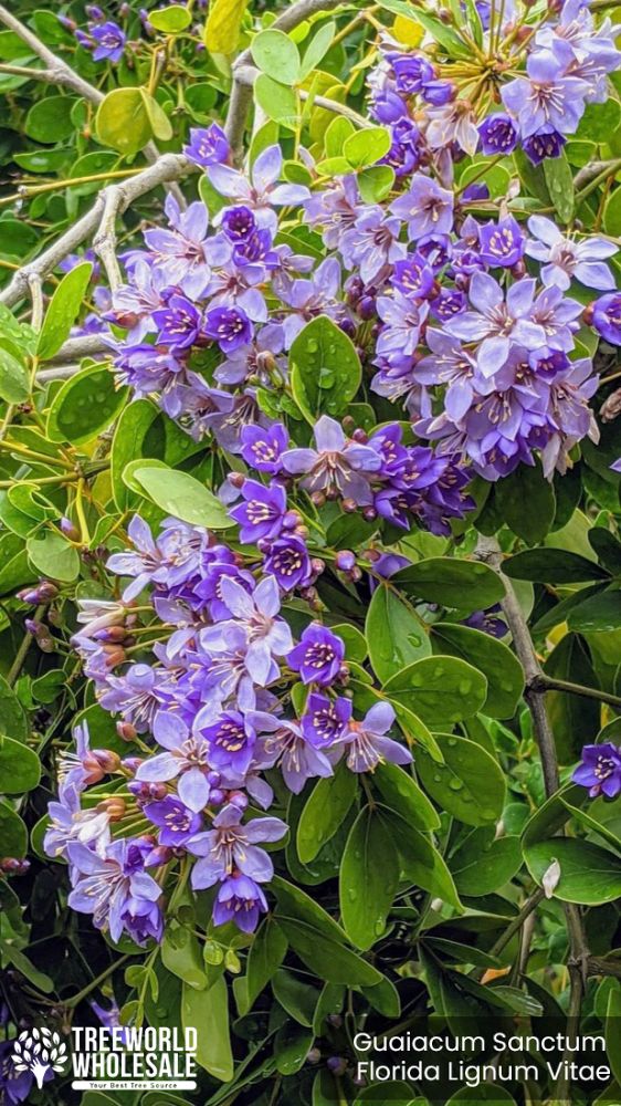 guaiacum-sanctum-lignum-vitae