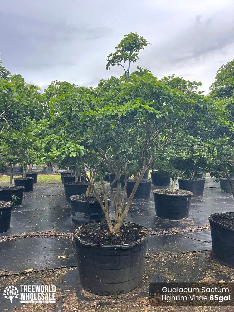guaiacum-sanctum-lignum-vitae