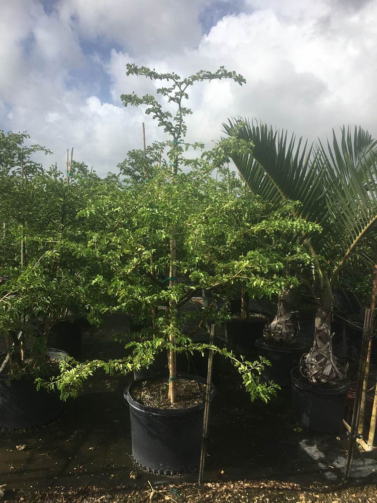 guaiacum-sanctum-lignum-vitae