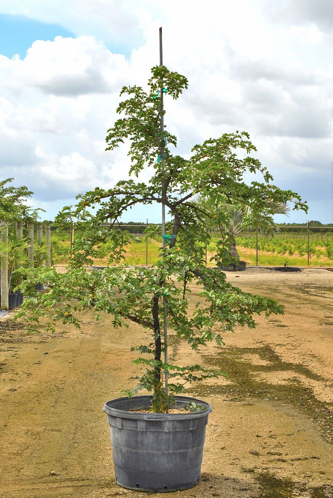 guaiacum-sanctum-lignum-vitae