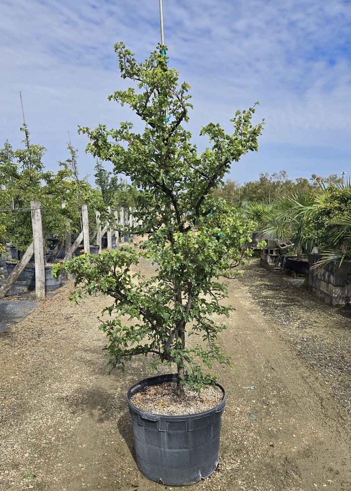 guaiacum-sanctum-lignum-vitae