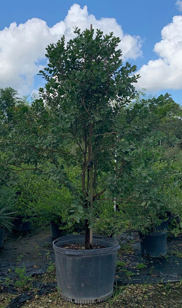 guaiacum-sanctum-lignum-vitae