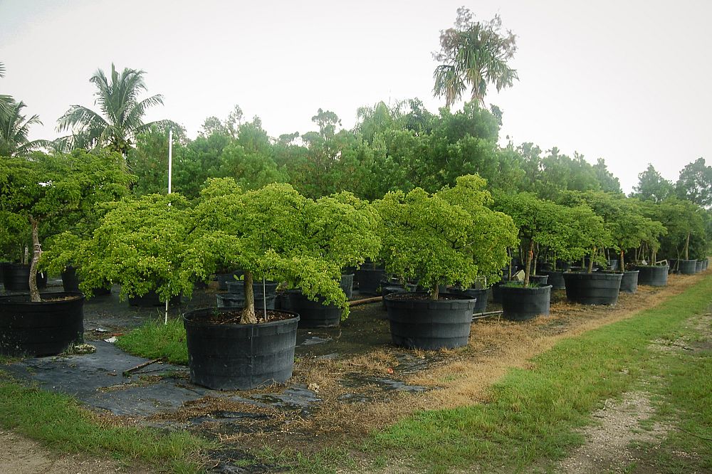 guaiacum-sanctum-lignum-vitae