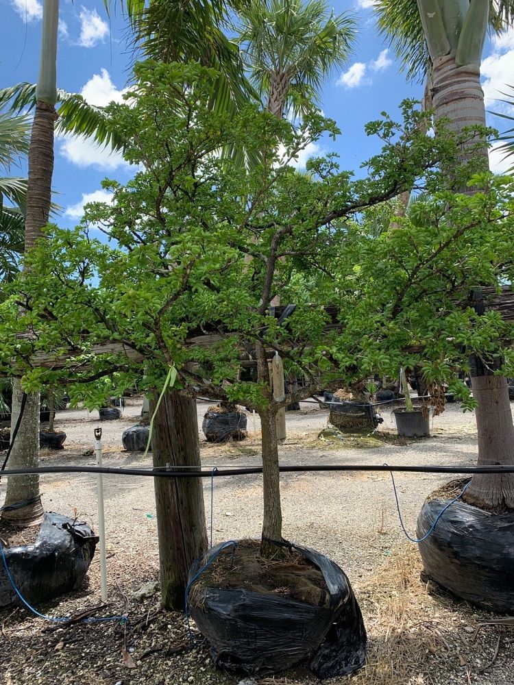 guaiacum-sanctum-lignum-vitae
