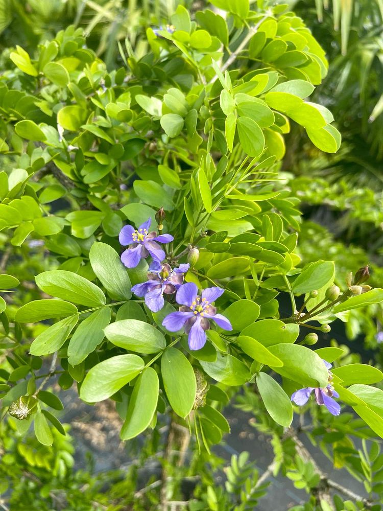 guaiacum-sanctum-lignum-vitae