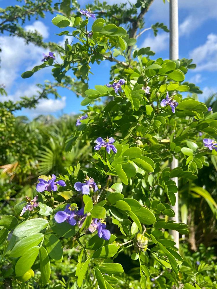 guaiacum-sanctum-lignum-vitae