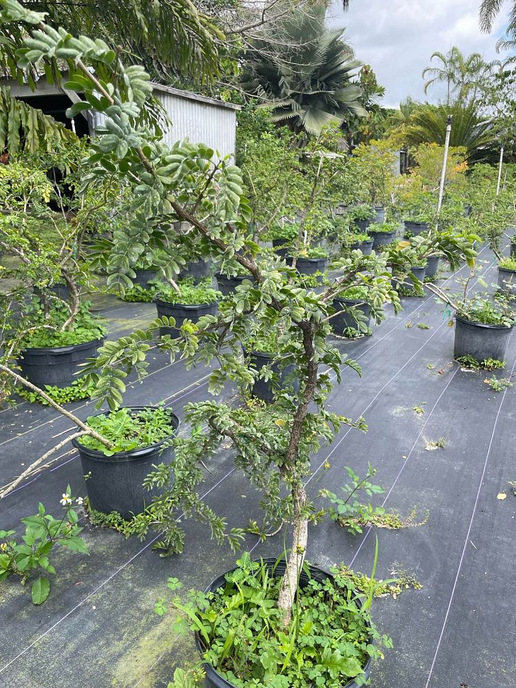 guaiacum-sanctum-lignum-vitae