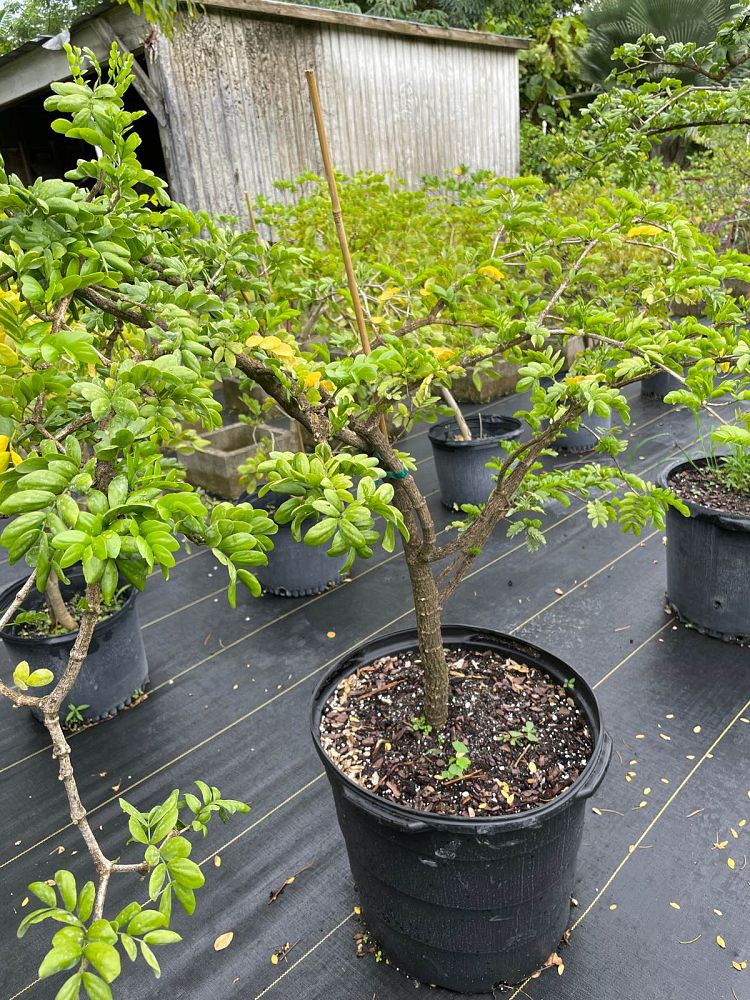 guaiacum-sanctum-lignum-vitae