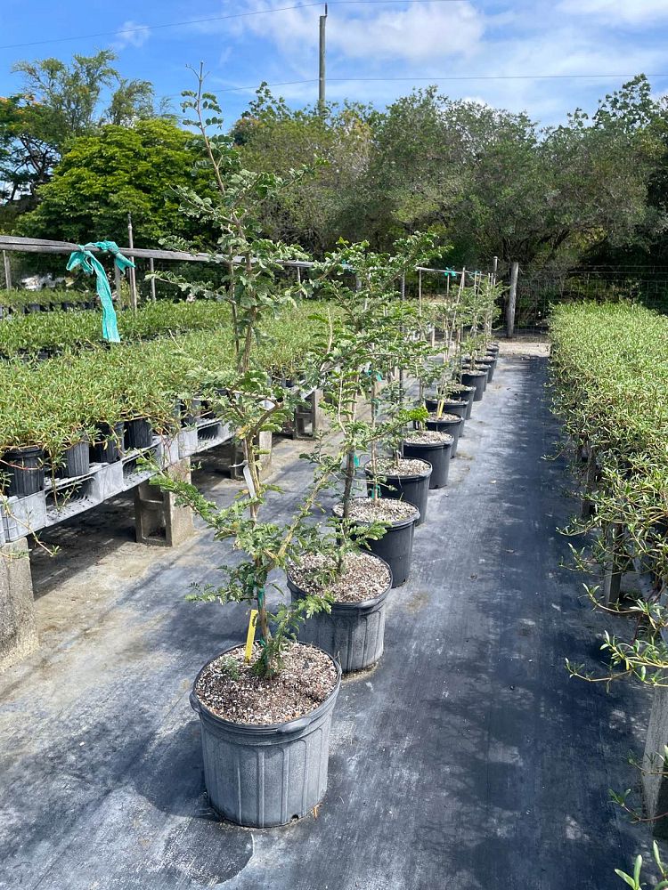 guaiacum-sanctum-lignum-vitae