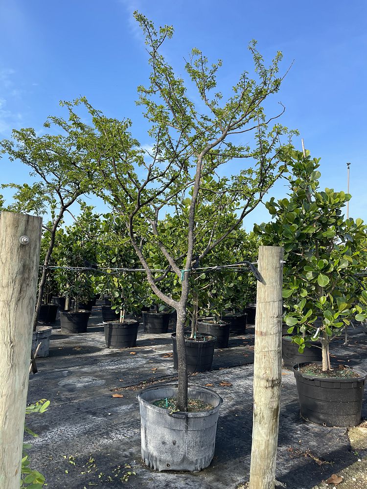 guaiacum-sanctum-lignum-vitae
