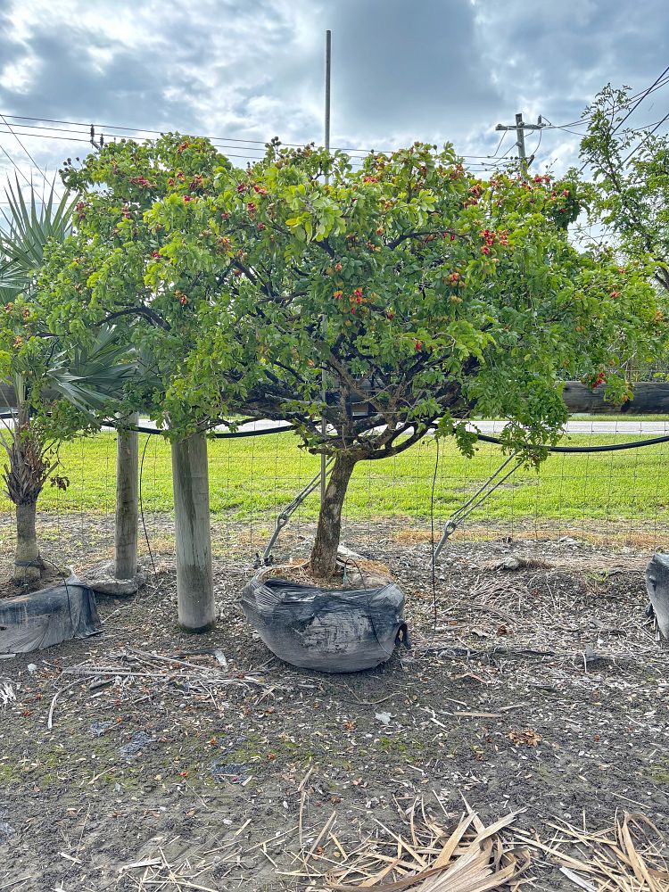 guaiacum-sanctum-lignum-vitae