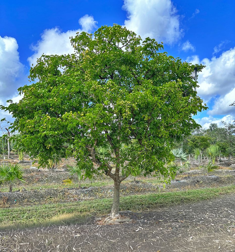 guaiacum-sanctum-lignum-vitae