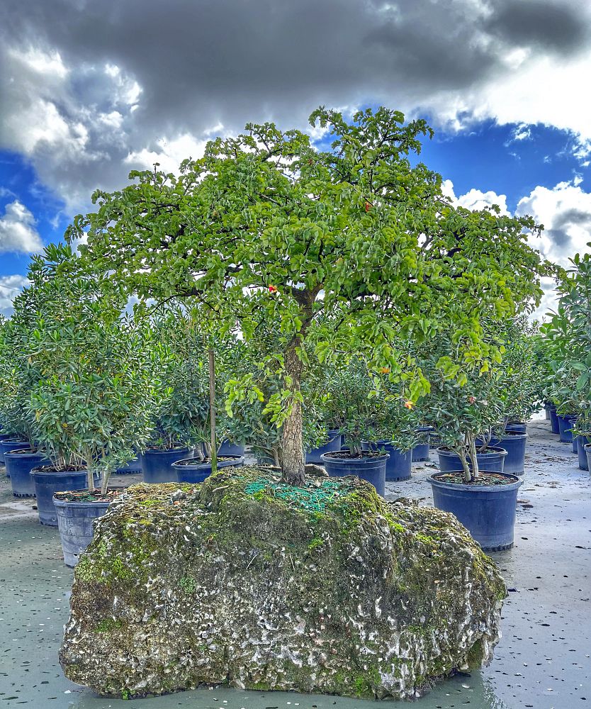 guaiacum-sanctum-lignum-vitae