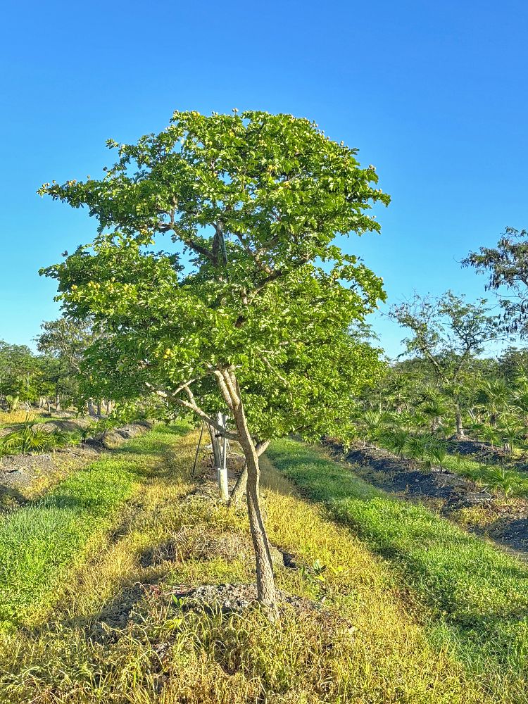 guaiacum-sanctum-lignum-vitae