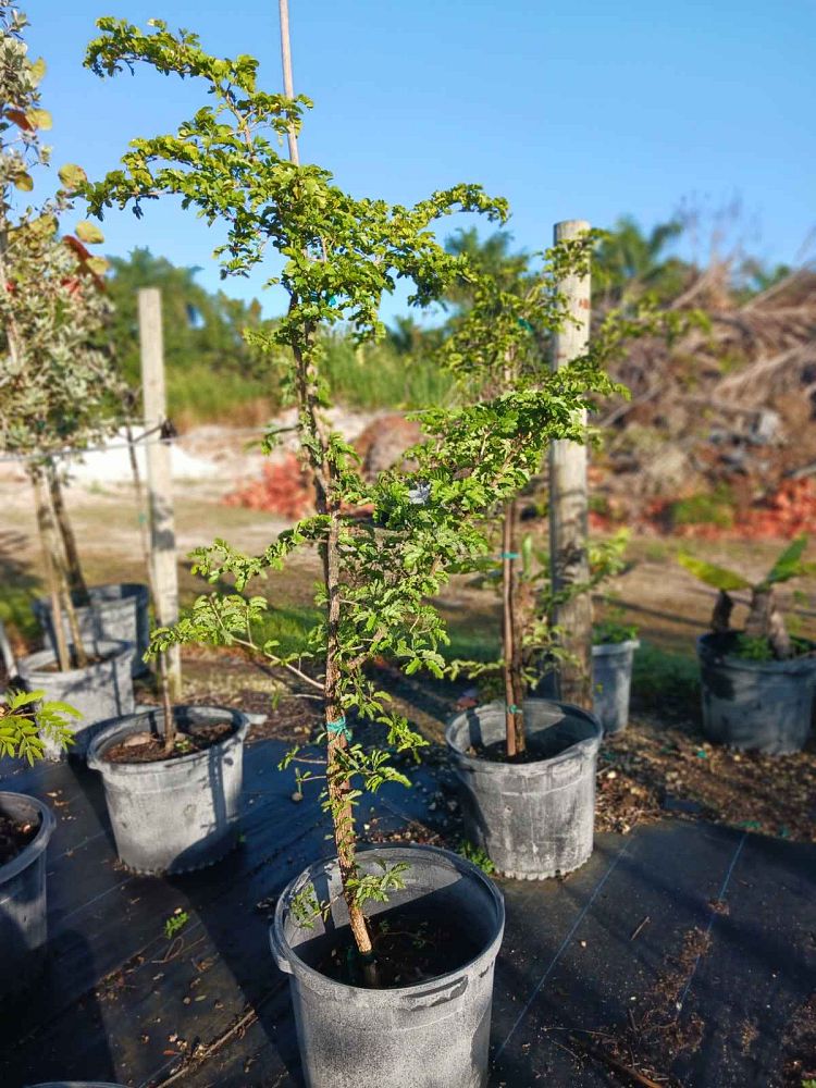 guaiacum-sanctum-lignum-vitae