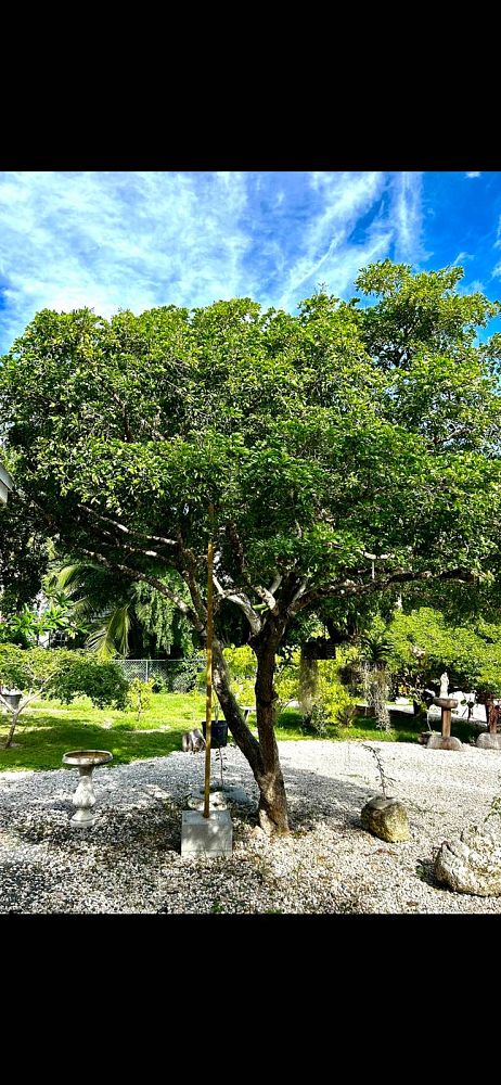guaiacum-sanctum-lignum-vitae