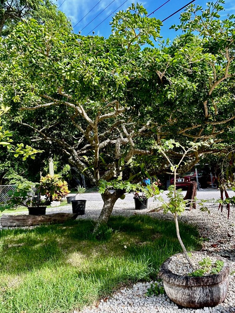 guaiacum-sanctum-lignum-vitae