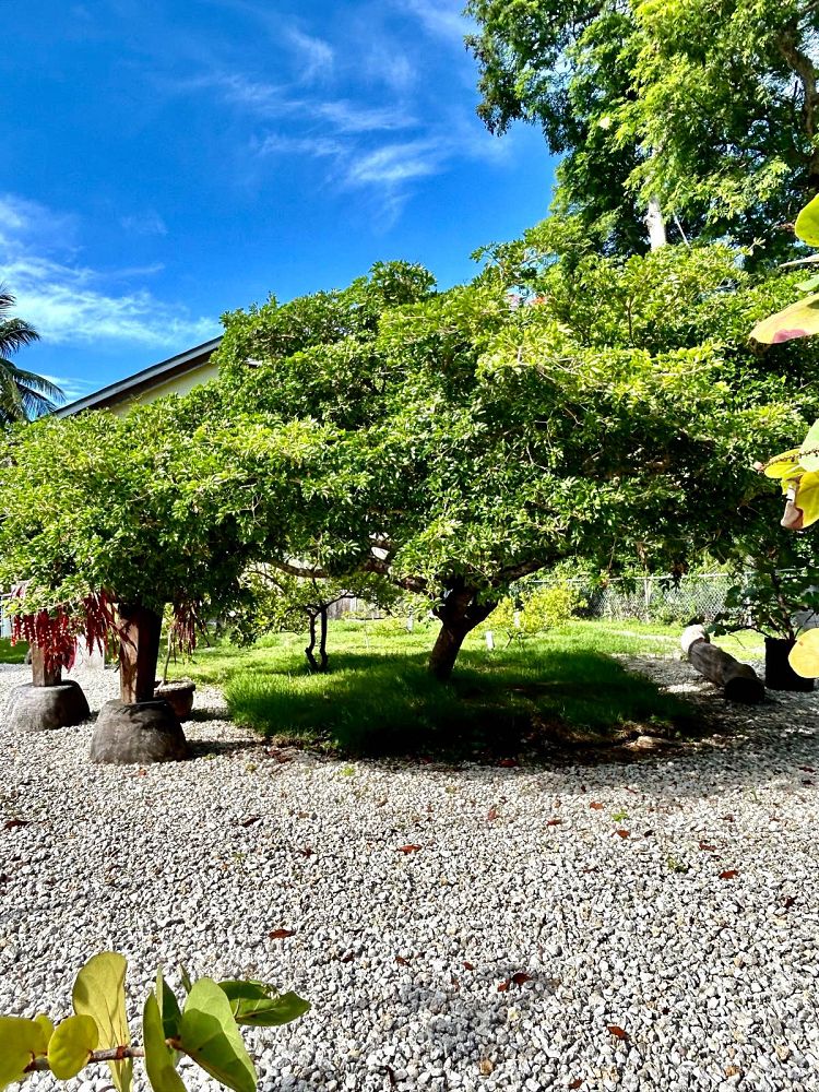 guaiacum-sanctum-lignum-vitae