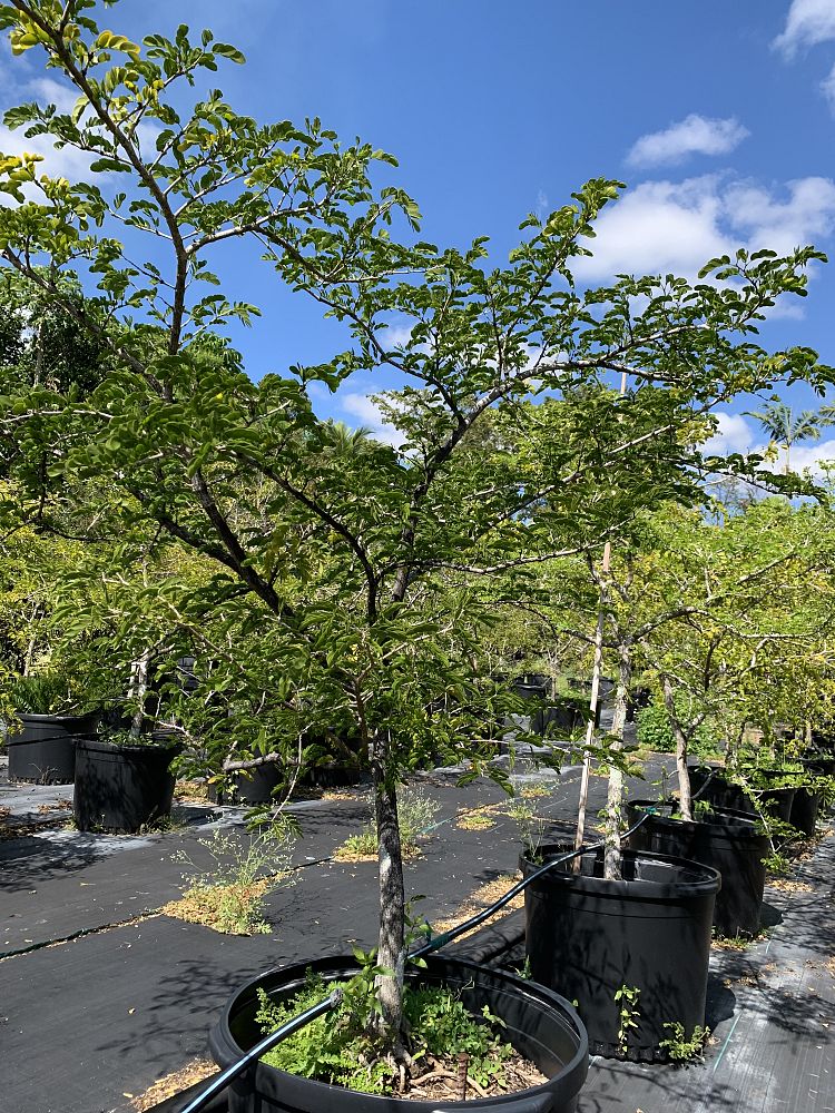 guaiacum-sanctum-lignum-vitae