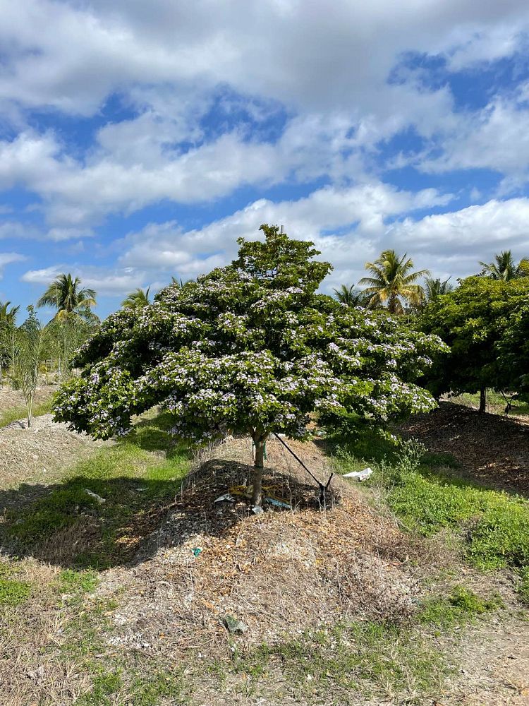 guaiacum-sanctum-lignum-vitae