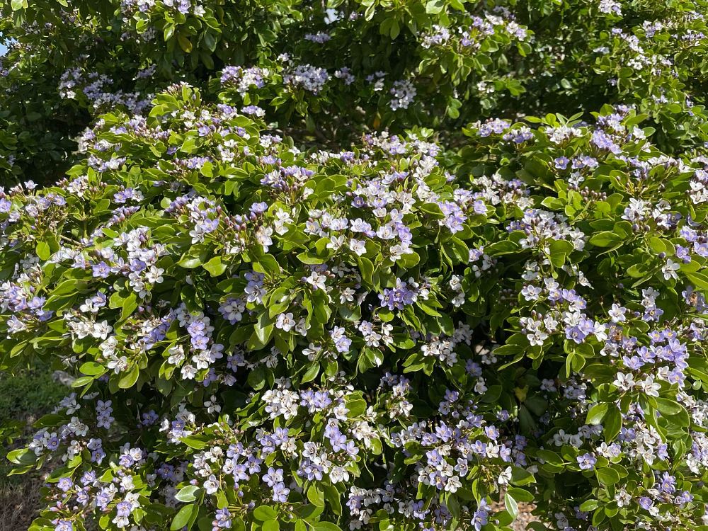 guaiacum-sanctum-lignum-vitae
