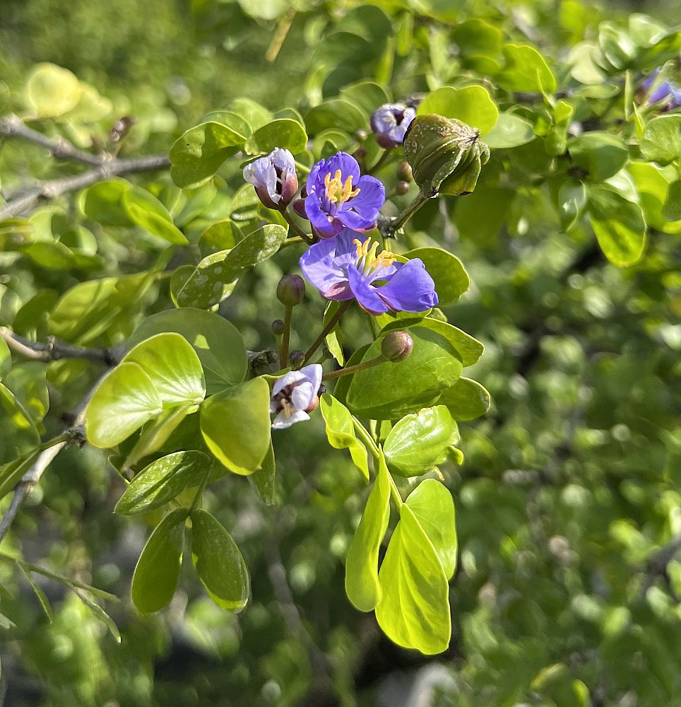 guaiacum-sanctum-lignum-vitae