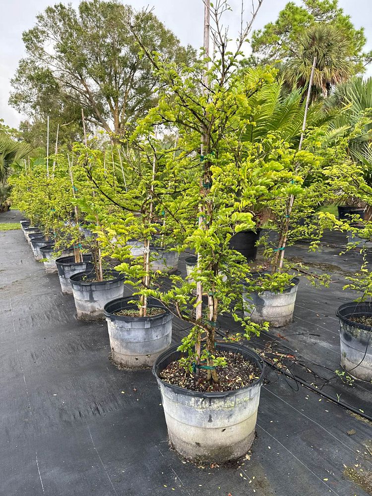 guaiacum-sanctum-lignum-vitae