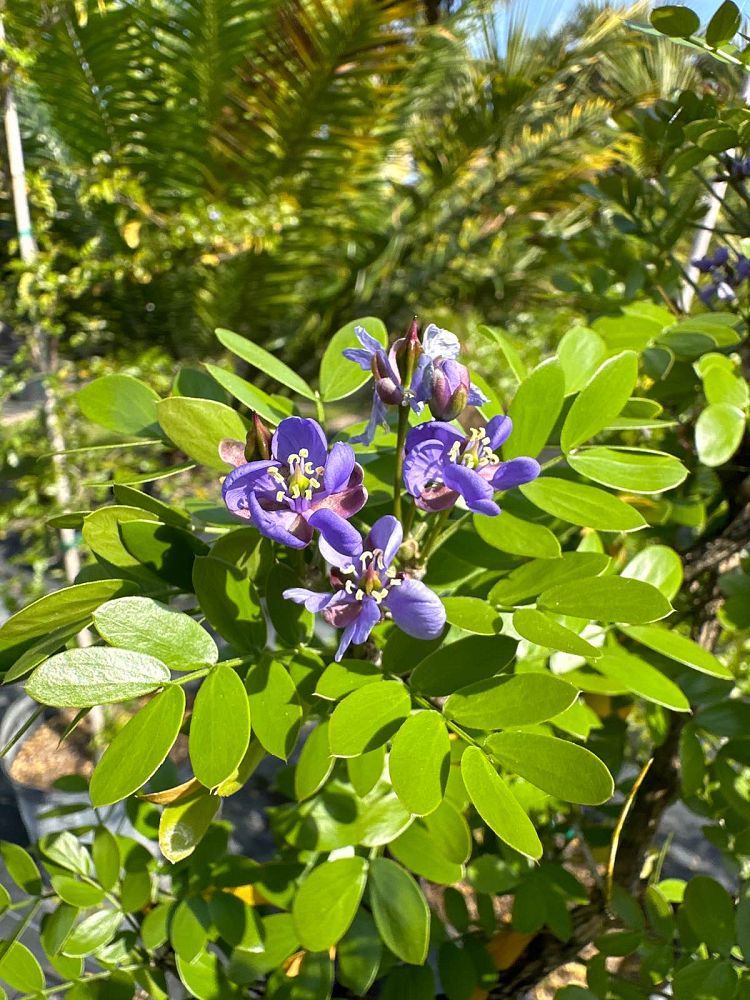 guaiacum-sanctum-lignum-vitae