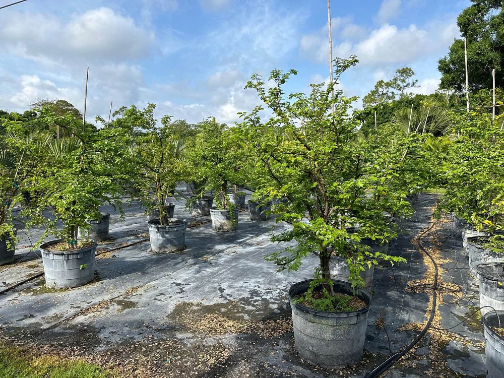 guaiacum-sanctum-lignum-vitae