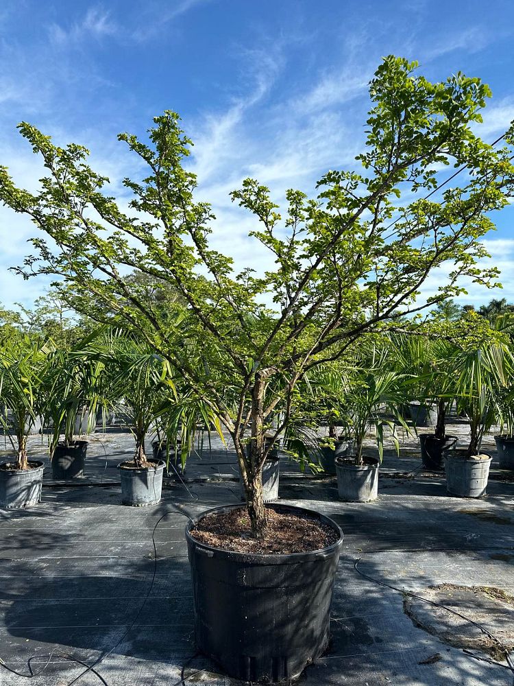 guaiacum-sanctum-lignum-vitae