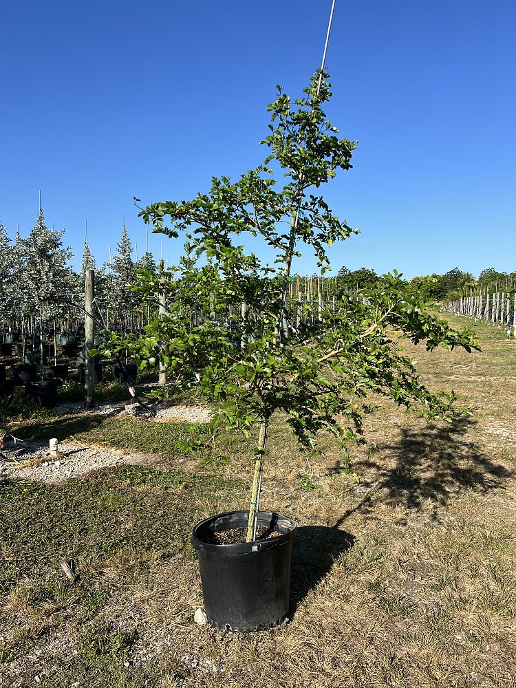 guaiacum-sanctum-lignum-vitae