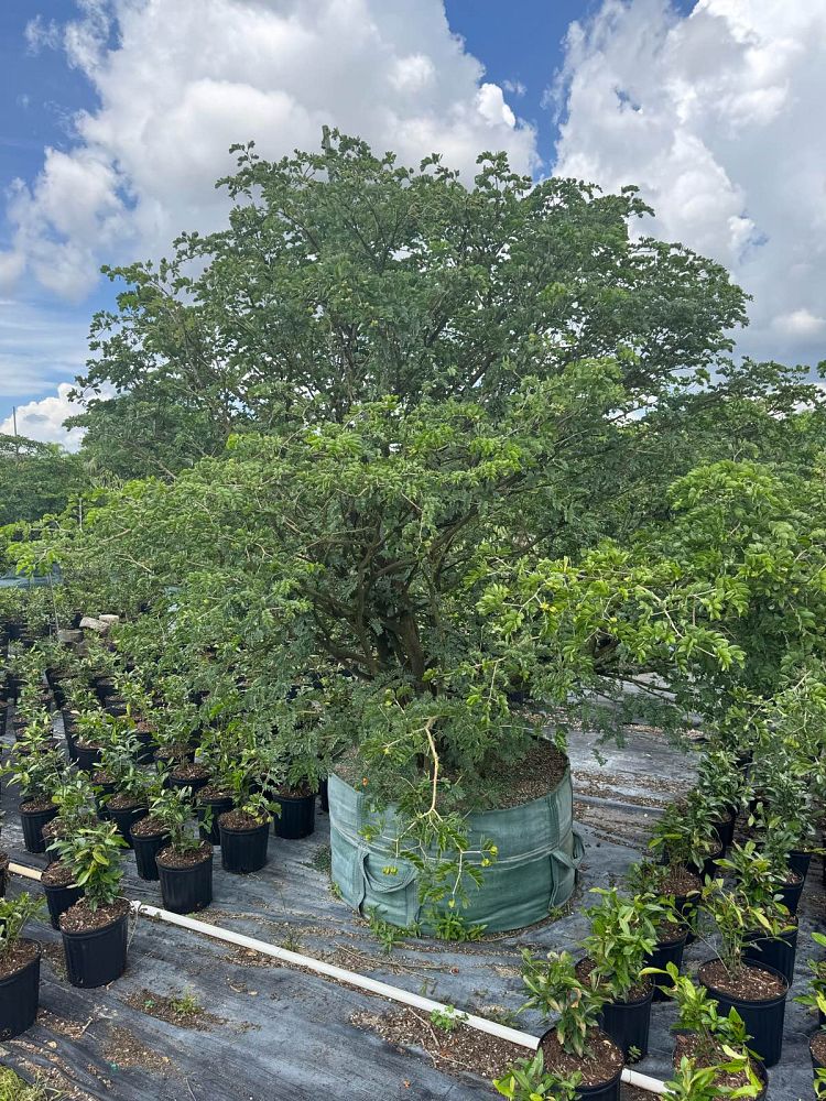 guaiacum-sanctum-lignum-vitae