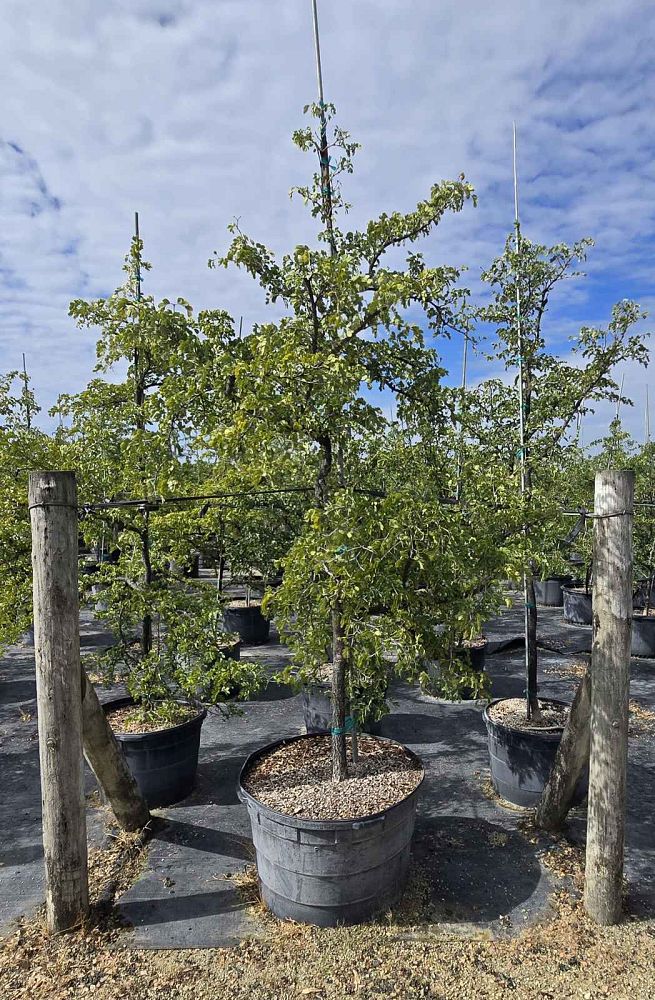 guaiacum-sanctum-lignum-vitae
