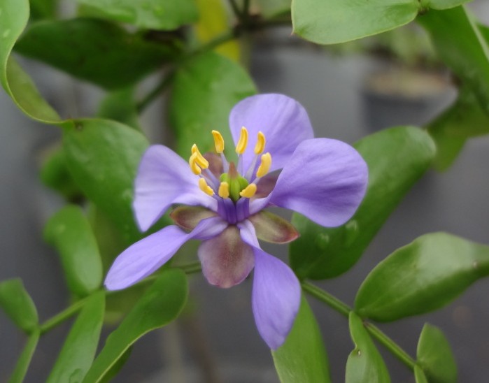 guaiacum-sanctum-lignum-vitae