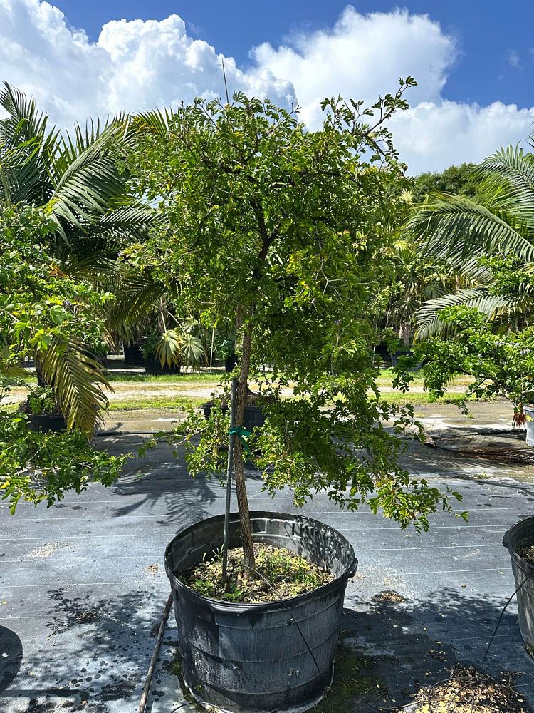 guaiacum-sanctum-lignum-vitae