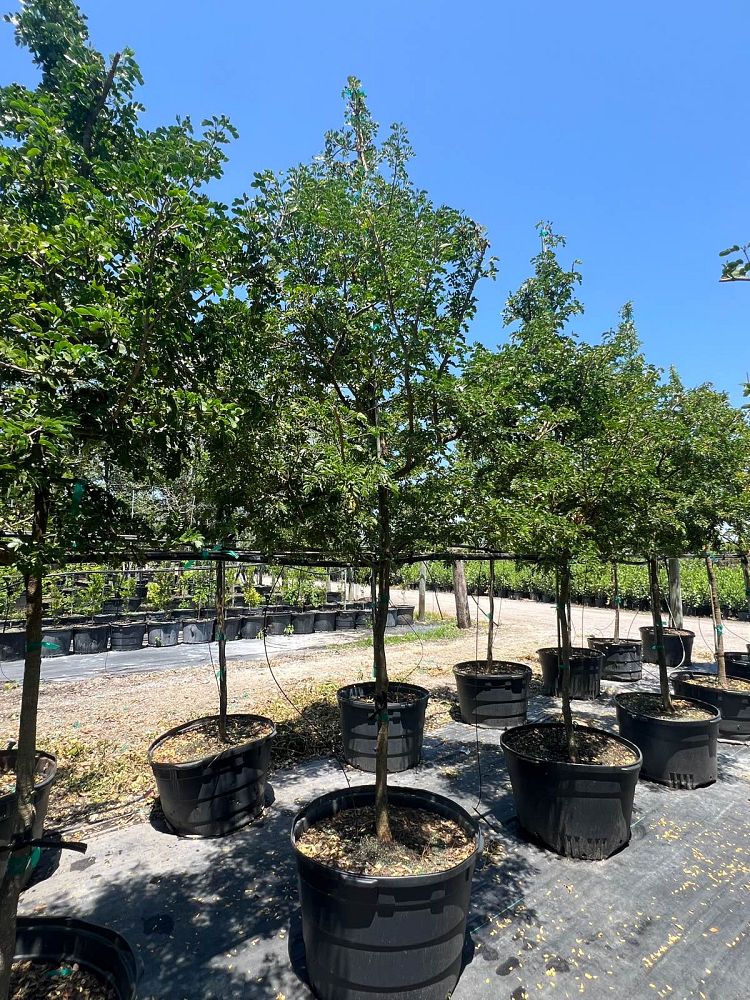 guaiacum-sanctum-lignum-vitae
