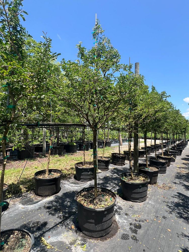 guaiacum-sanctum-lignum-vitae