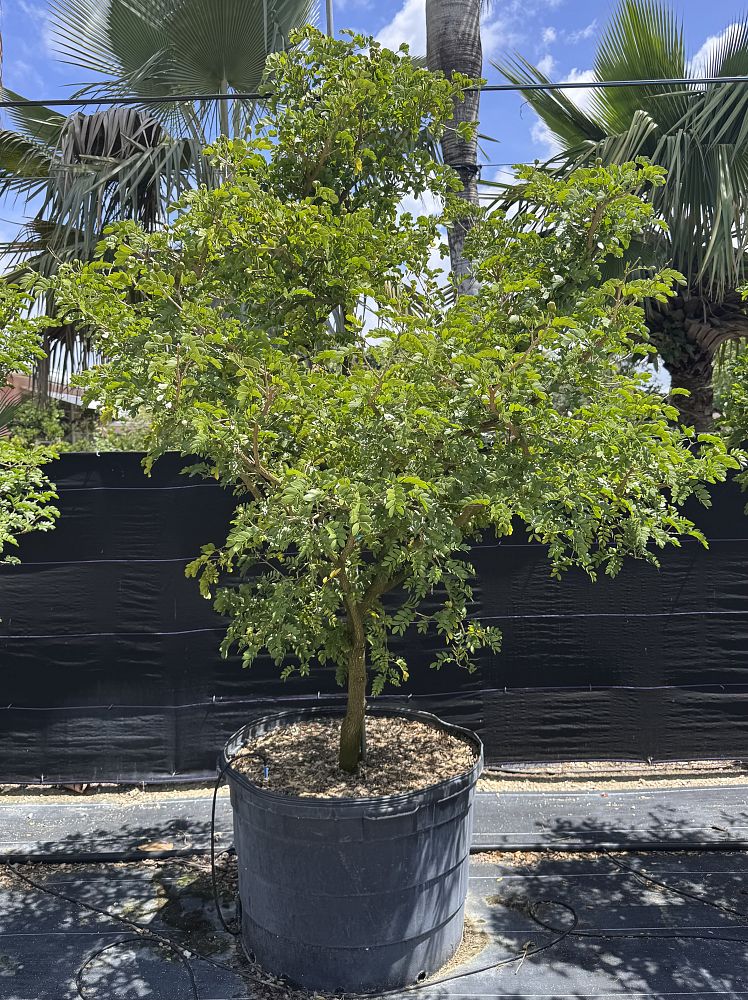 guaiacum-sanctum-lignum-vitae
