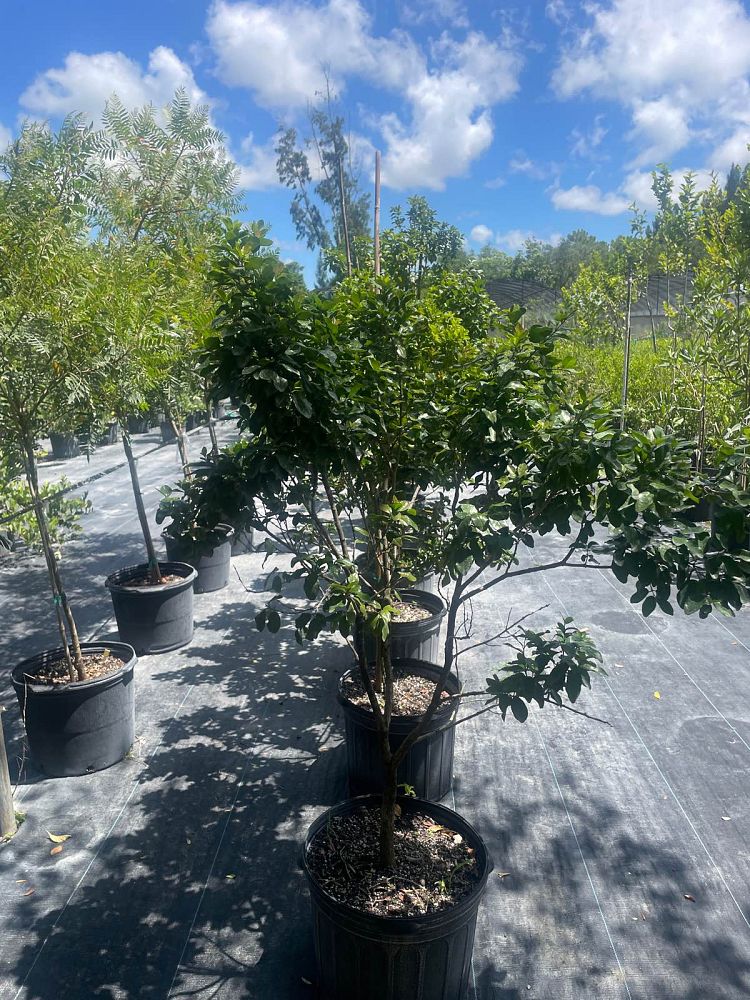 guaiacum-sanctum-lignum-vitae