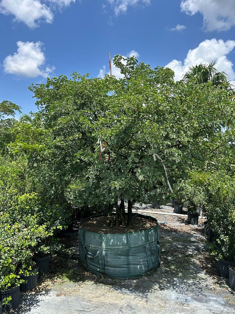 guaiacum-sanctum-lignum-vitae