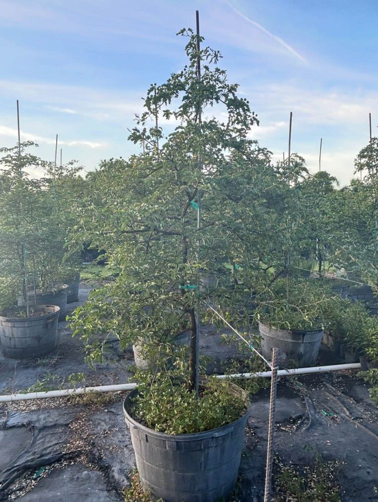 guaiacum-sanctum-lignum-vitae