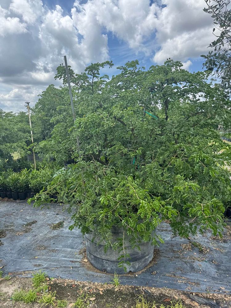 guaiacum-sanctum-lignum-vitae