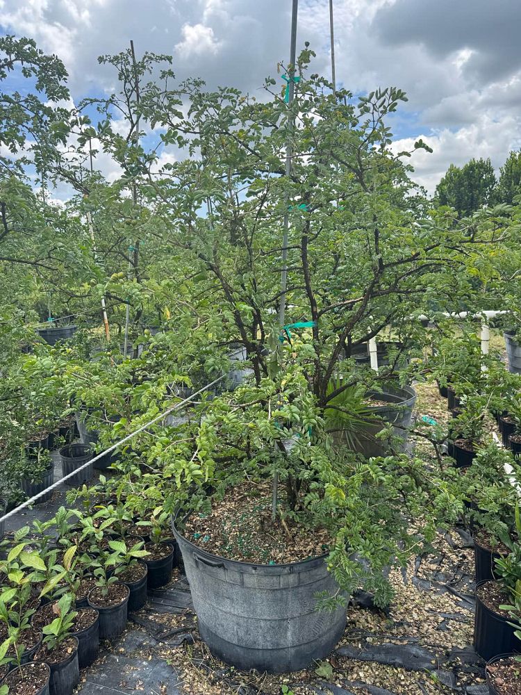 guaiacum-sanctum-lignum-vitae