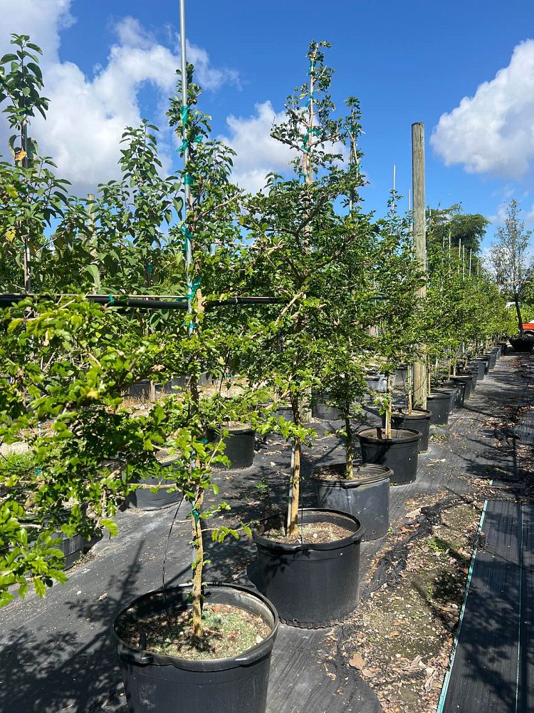 guaiacum-sanctum-lignum-vitae