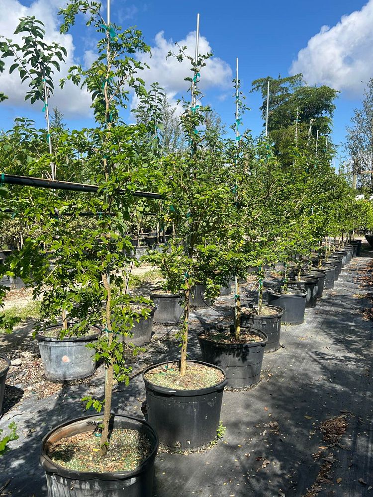 guaiacum-sanctum-lignum-vitae