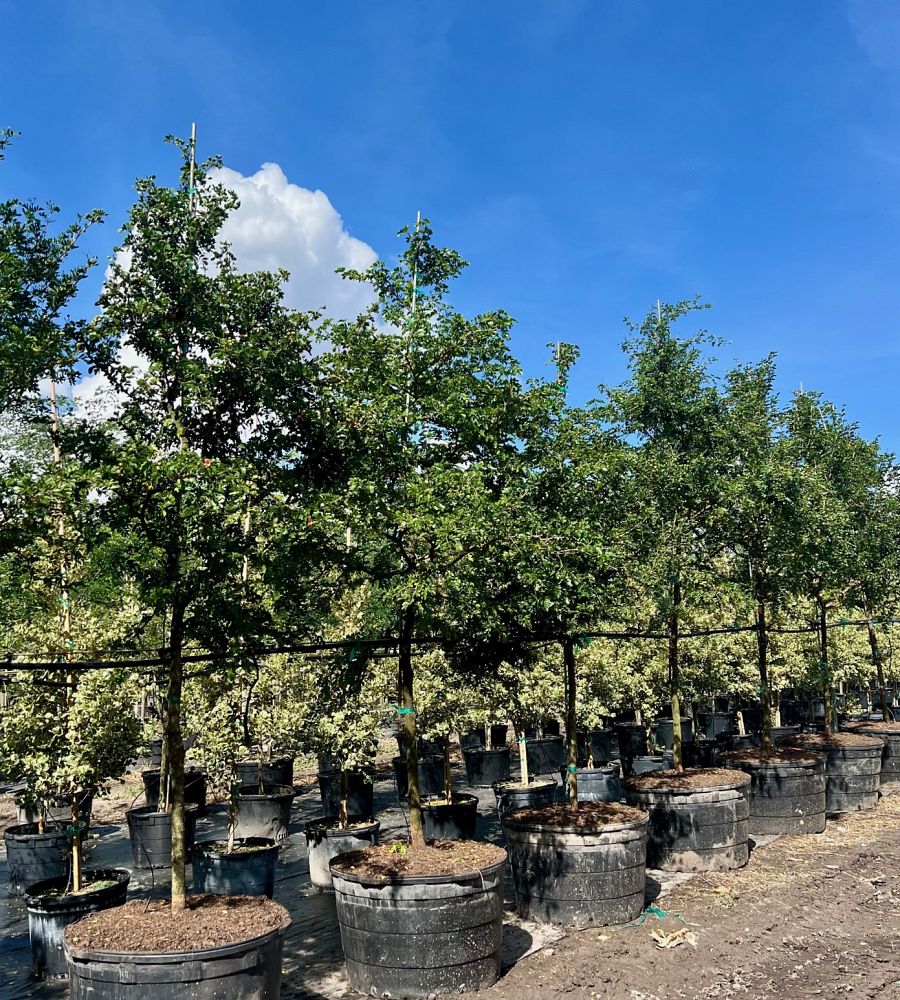 guaiacum-sanctum-lignum-vitae