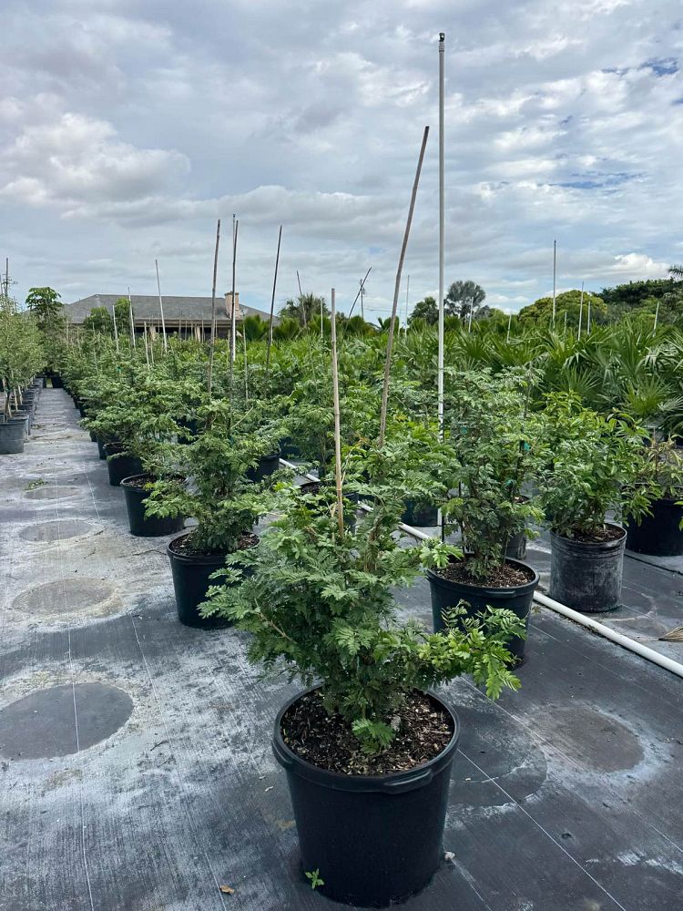 guaiacum-sanctum-lignum-vitae