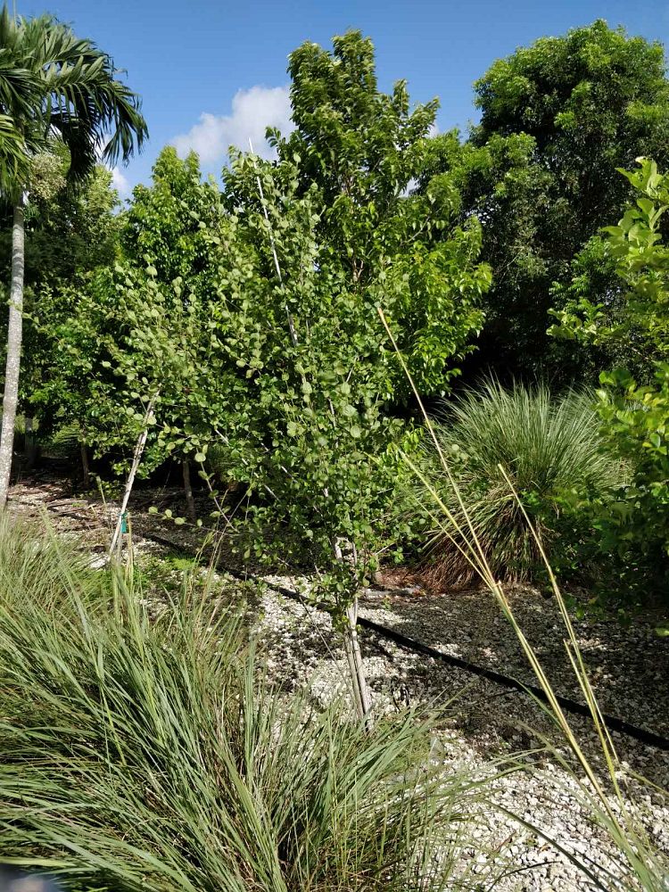 guettarda-elliptica-velvetseed