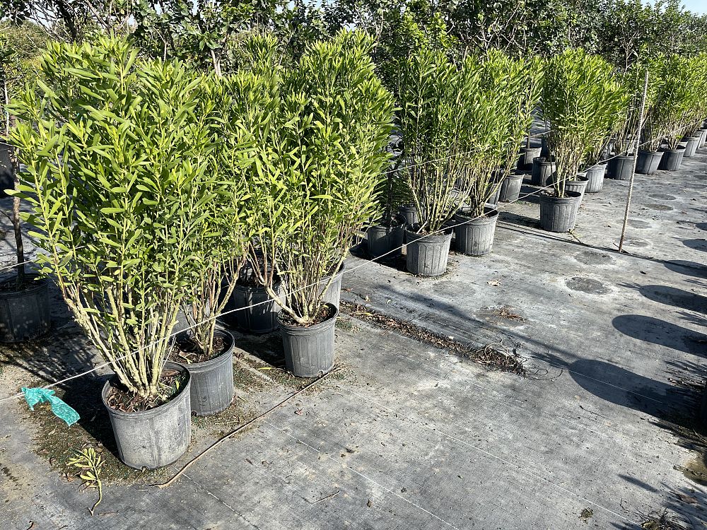 gundlachia-corymbosa-yambush